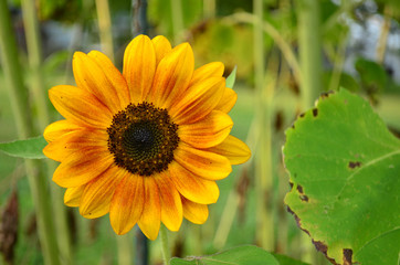 Yellow orange sunflower in bloom