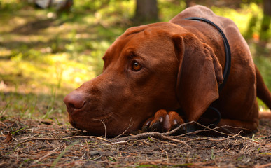 Hungarian vizsla