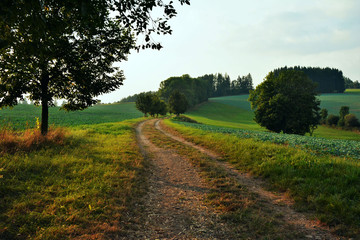 Fototapeta na wymiar The path between the fields