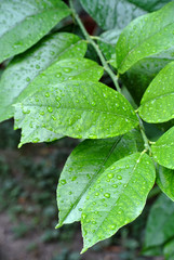 Dew drops on a leaf