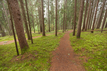 walking into the forest long a path in a cloudy day. No people around