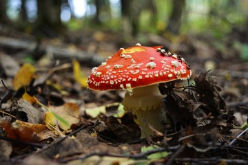 Toadstool in the woods