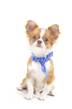 Chihuahua puppies