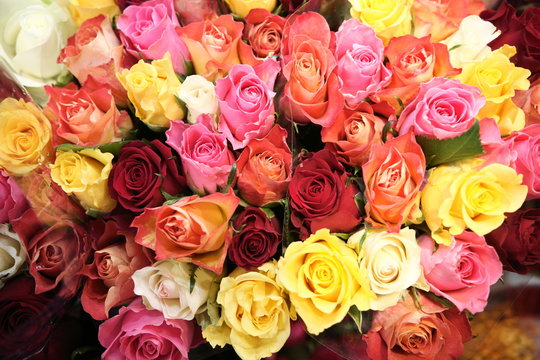rose colorate