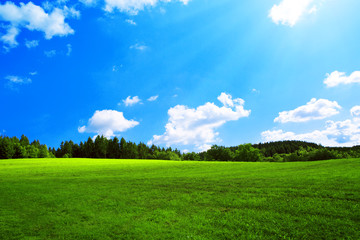 Field with green grass and sun.