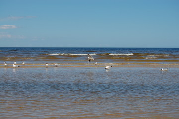 Fototapeta na wymiar Seagulls on the beach in Jurmala, Latvia
