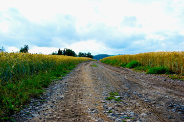 The dusty path between the fields