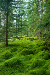 Wood deep moss in the forest. Green moss in the Carpathians. Beautiful moss green temple in Carpathians. The mystical green forest.