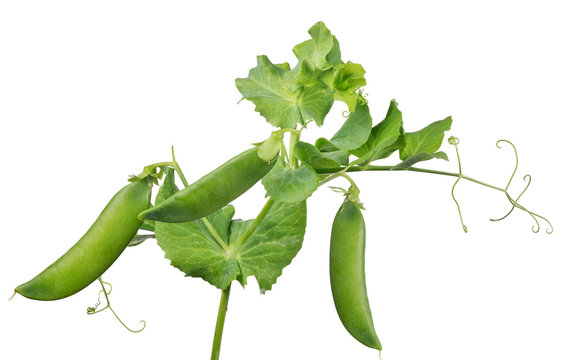 pea green three pods with leaves on white