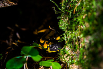 Wildlife, Salamander, Feuersalamander, Pilze, Pifferling