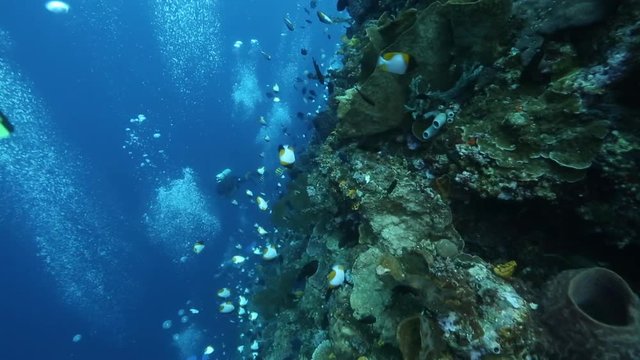 Pyramid butterflyfish and redtooth triggerfish swimming along vertical reef wall with scuba divers below at Bunaken Island 