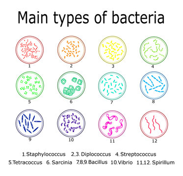The main types of bacteria