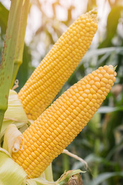 Corn growing in field plant agriculture farm ready for harvest.