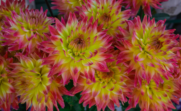 beautiful multicolored bouquets of dahlias grown in the summer garden.