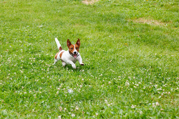 Jack Russell Terrier running on green meadow