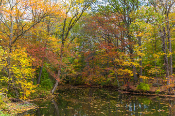 Fototapeta na wymiar River full of fallen leave during fall foliage in New England
