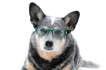 cattle dog with glasses white background
