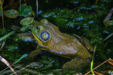 Closeup of frog sitting in a green pond