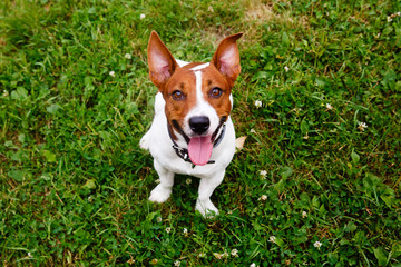 Jack Russell Terrier walking on green meadow