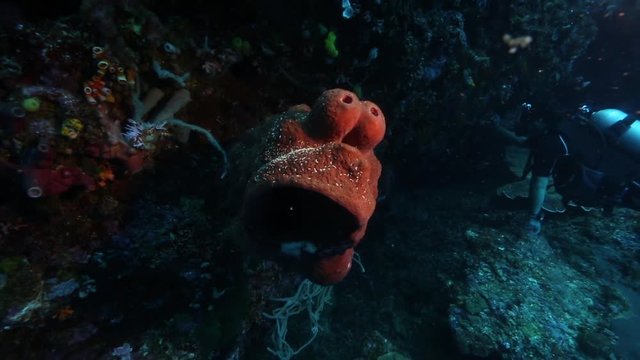 
Barrel sponge and scuba diver exploring vertical reef wall at Bunaken Island, Sulawesi, Indonesia 