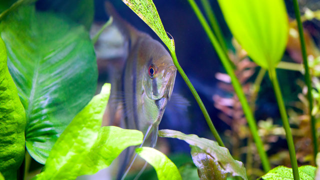 Angelfish hiding between Anubis and Amazon Swords and Java Fern in planted tropical aquarium shallow DOF