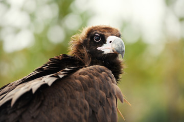 portrait of a brown eagle