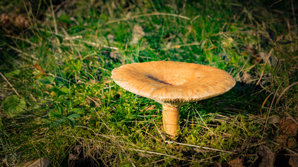 Mushroom background