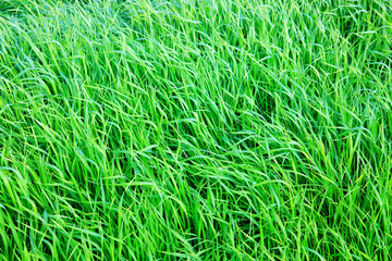 Green grass field background.