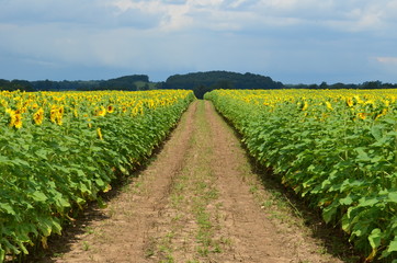 Fototapeta na wymiar Path cut through a field of blooming yellow sunflowers