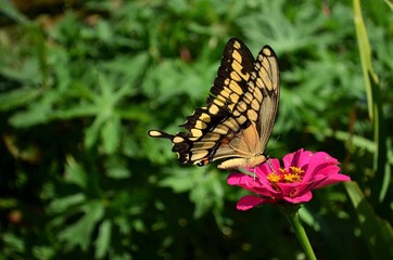 Swallowtail butterfly on a pink zinnia