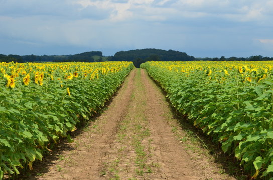Path cut through a field of blooming yellow sunflowers