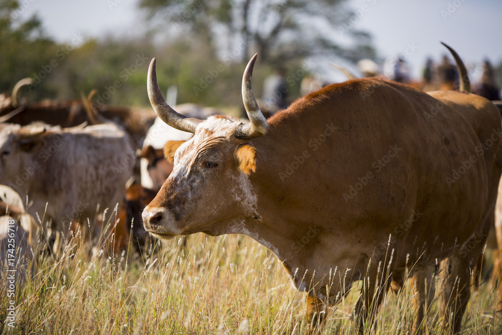 Wall mural Chisholm Trail Longhorn Bull Photography