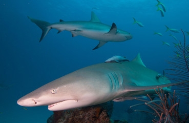 Lemon shark.