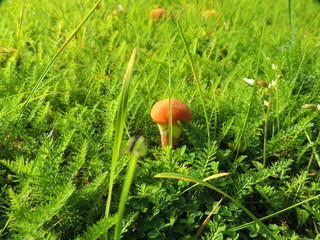 Junger Lärchenröhrling - kleiner Pilz im Gras