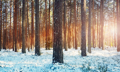 Pine trees covered with snow on frosty evening. Beautiful winter panorama at snowfall