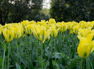 Tulip. Beautiful field garden of tulips. colorful tulips. tulips