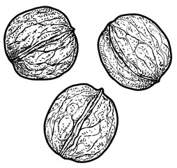 Walnut illustration, drawing, engraving, ink, line art, vector