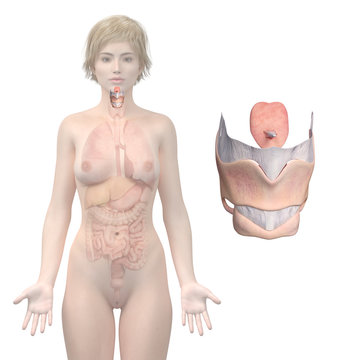 3d rendered medically accurate illustration of womans larynx