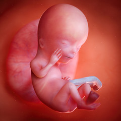 3d rendered medically accurate illustration of a fetus week 12