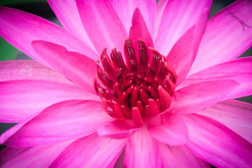 Pink lotus blossoming .