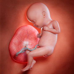 3d rendered medically accurate illustration of a fetus week 32