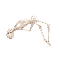 3d rendered medically accurate illustration of a skeleton highjumping