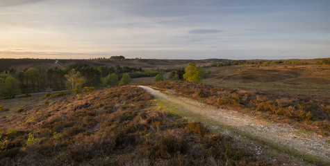 Rcokford Common in the New Forest at sunset.