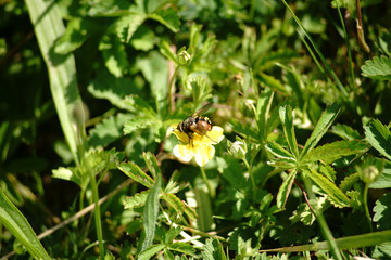 Igelfliege  / Die makro Nahaufnahme einer Igelfliege auf einer gelben Blüte.