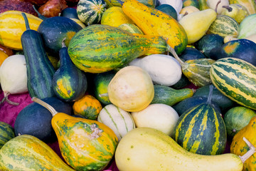 Serbian harvest - lots of colorful pumpkins ready for Halloween