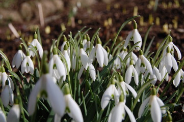 Schneegl&ouml;ckchen