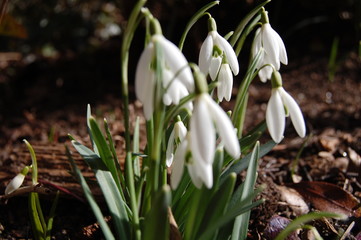 Schneegl&ouml;ckchen