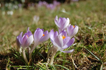 Krokuswiesen Drehbach im Erzgebirge