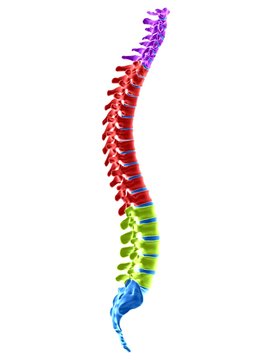 3d rendered medically accurate illustration of the spine sections