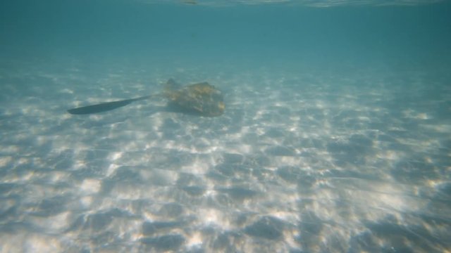 A wide slow motion shot of a stingray swimming freely under the blue sea. The stingray was swimming almost at the ocean floor.